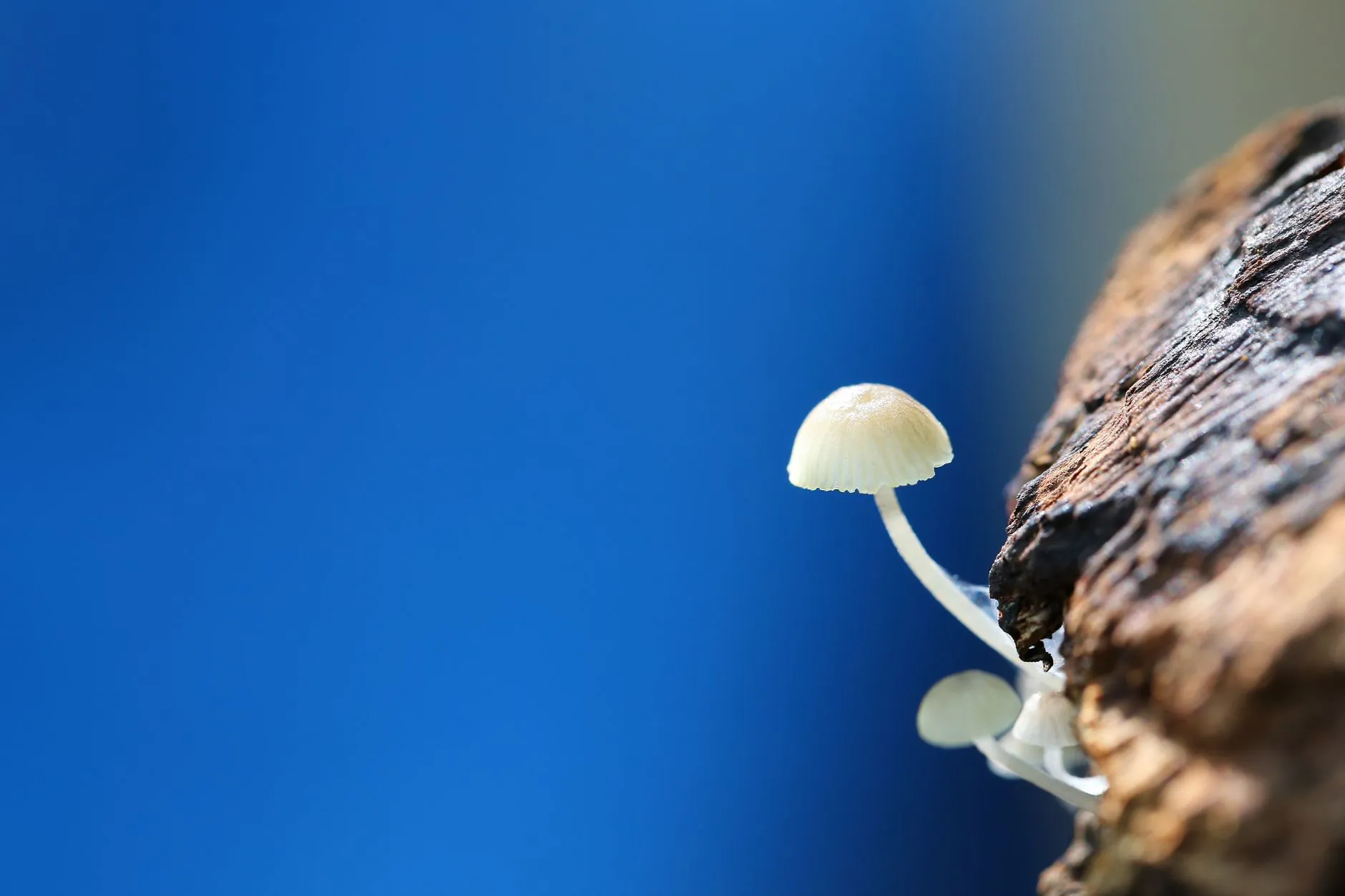 水果礼盒与散装水果采购对比:企业节日采购该如何选择供应方案